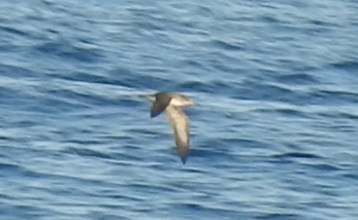 Cory's Shearwater (borealis) - Miguel Angel Andrés