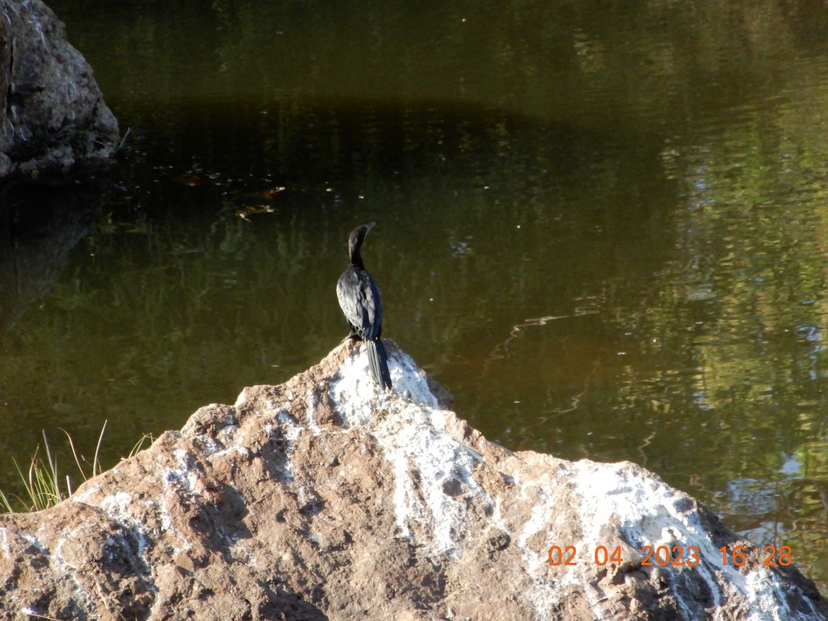 Little Cormorant - Anagh Sarda