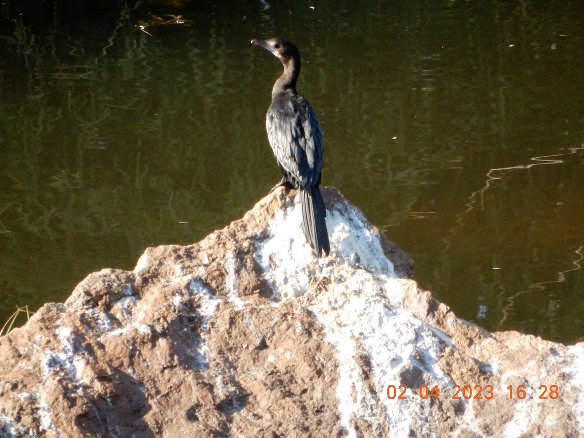 Little Cormorant - Anagh Sarda