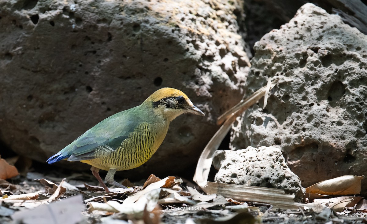 Bar-bellied Pitta - Qiang Zeng