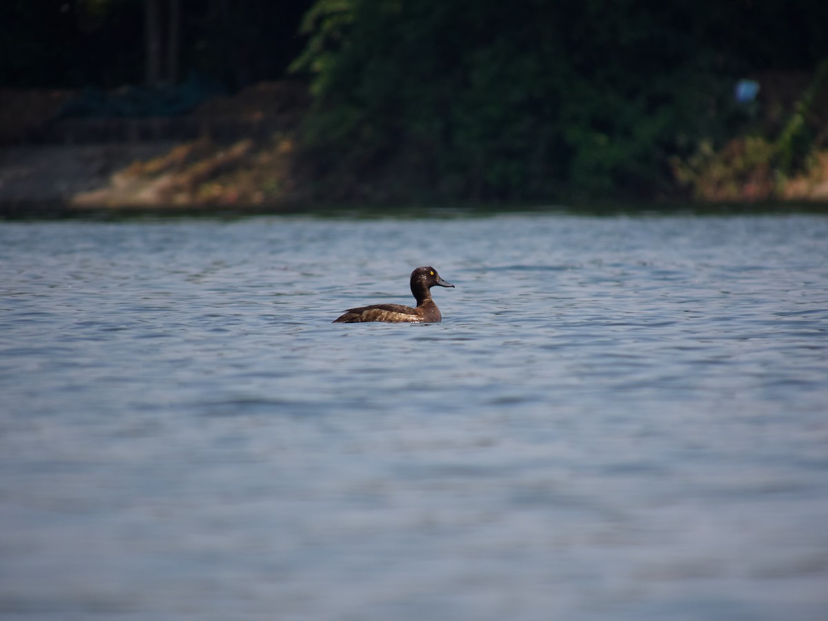 Tufted Duck - ML619270392