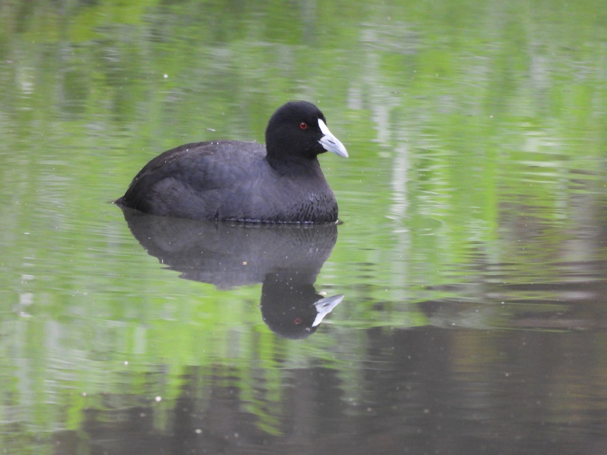 Eurasian Coot - Chanith Wijeratne