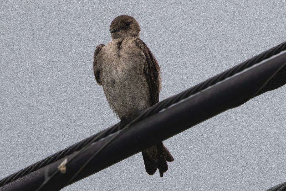 Northern Rough-winged Swallow - Van Pierszalowski