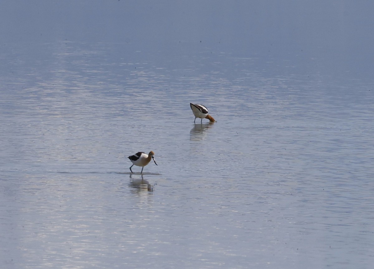 Avocette d'Amérique - ML619270402