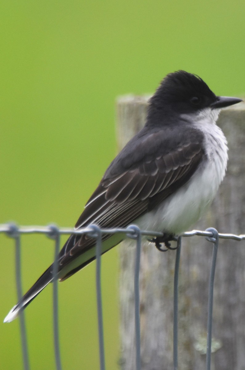 Eastern Kingbird - ML619270406