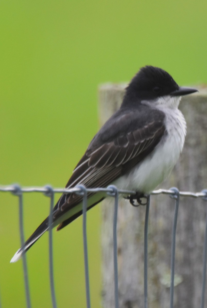 Eastern Kingbird - ML619270407