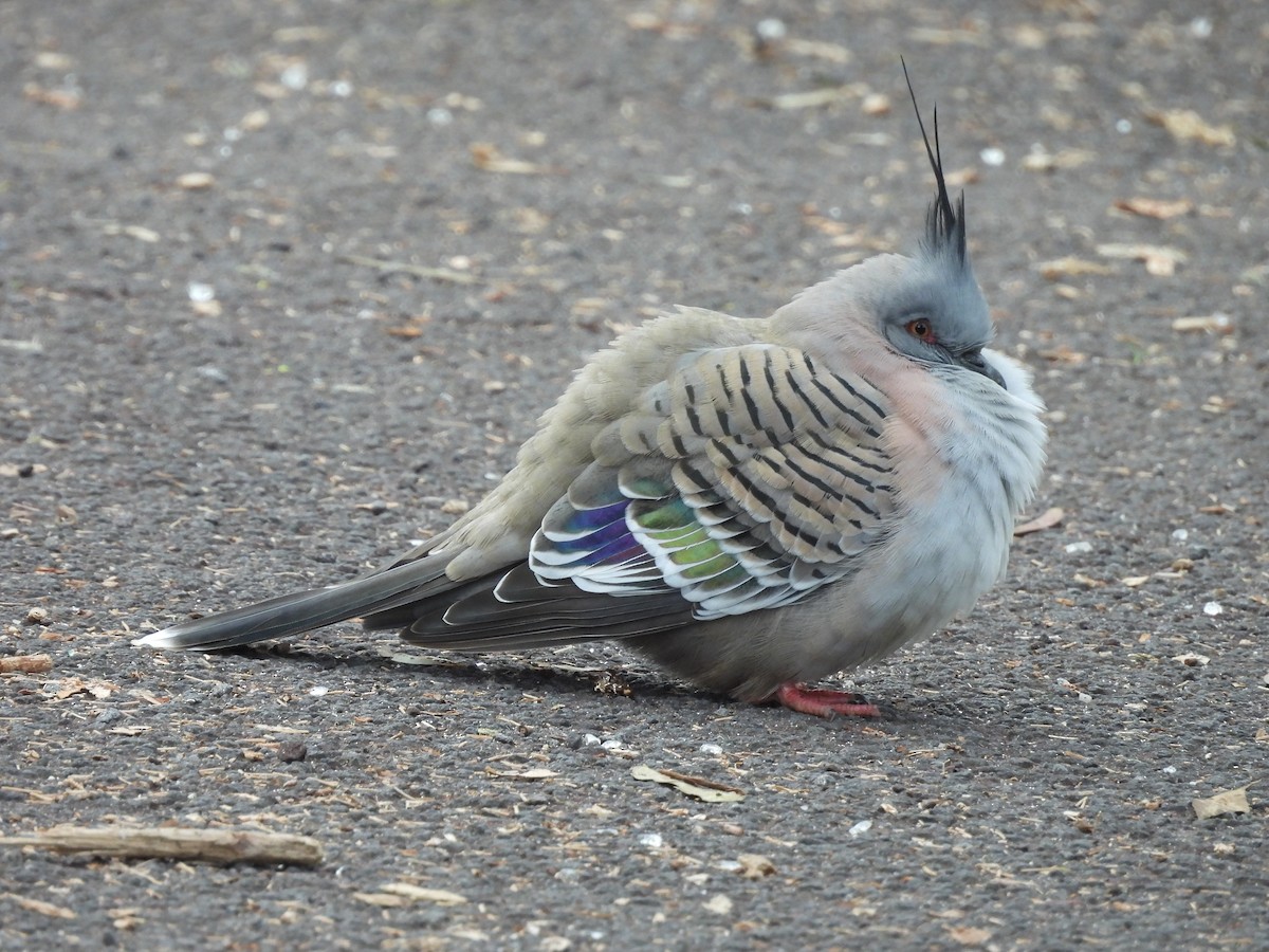 Crested Pigeon - Chanith Wijeratne
