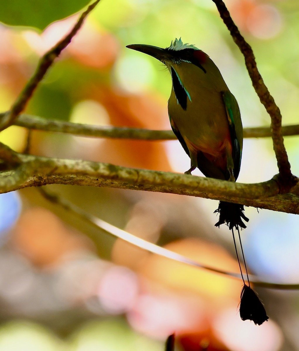 Turquoise-browed Motmot - mark perry