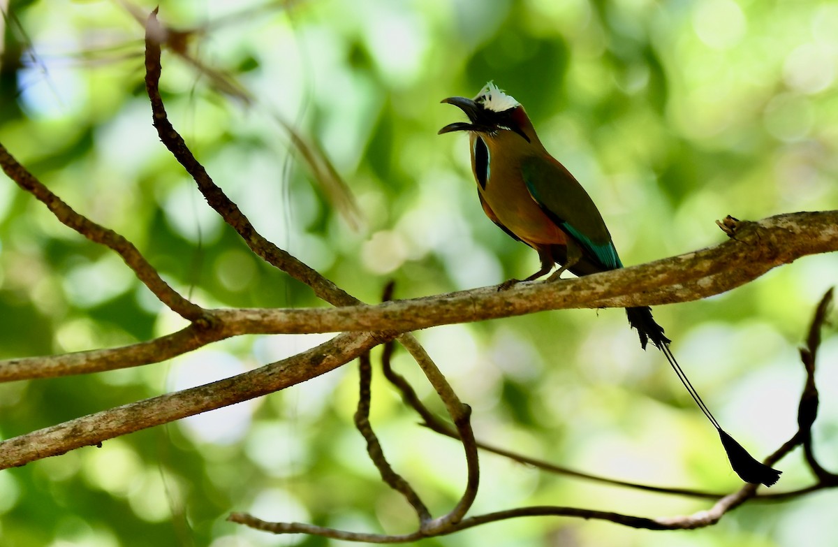 Turquoise-browed Motmot - mark perry