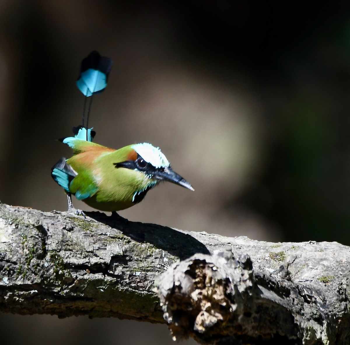 Turquoise-browed Motmot - mark perry