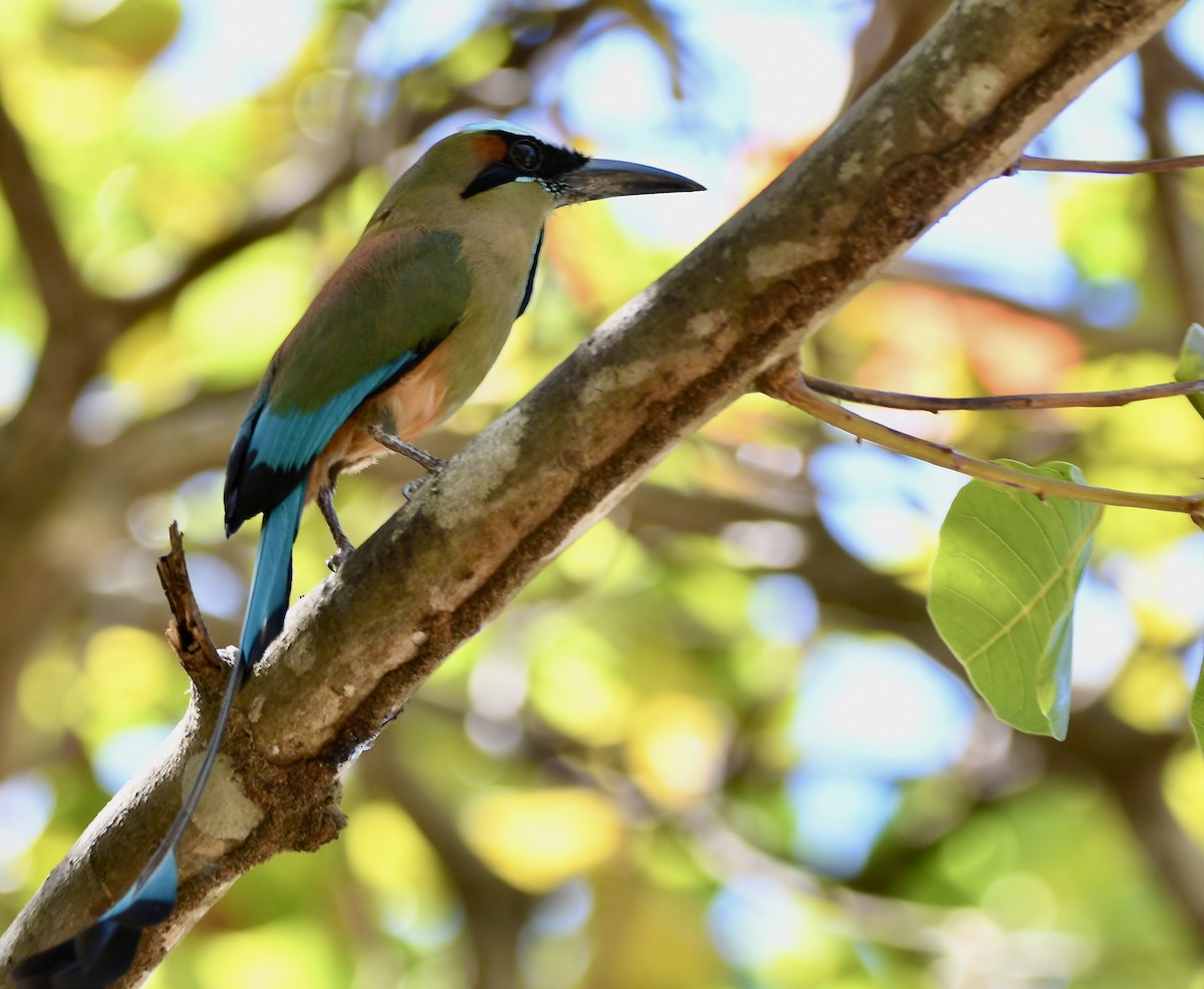 Turquoise-browed Motmot - mark perry