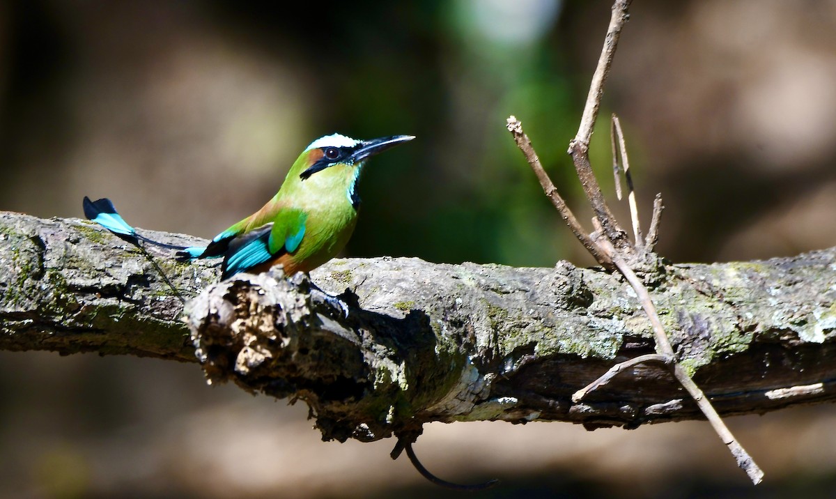 Turquoise-browed Motmot - mark perry