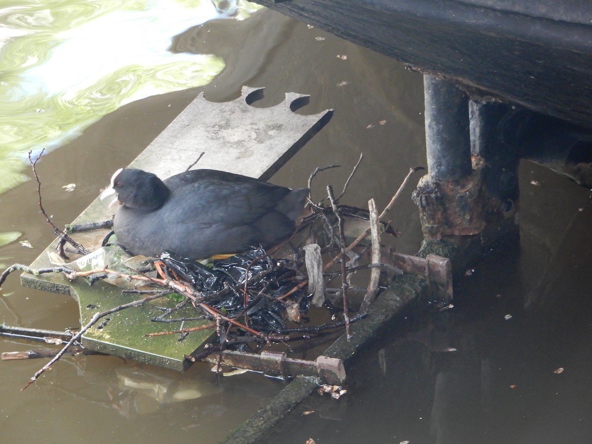 Eurasian Coot - Anagh Sarda