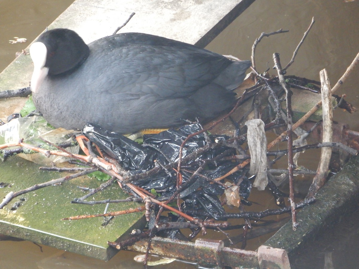 Eurasian Coot - Anagh Sarda