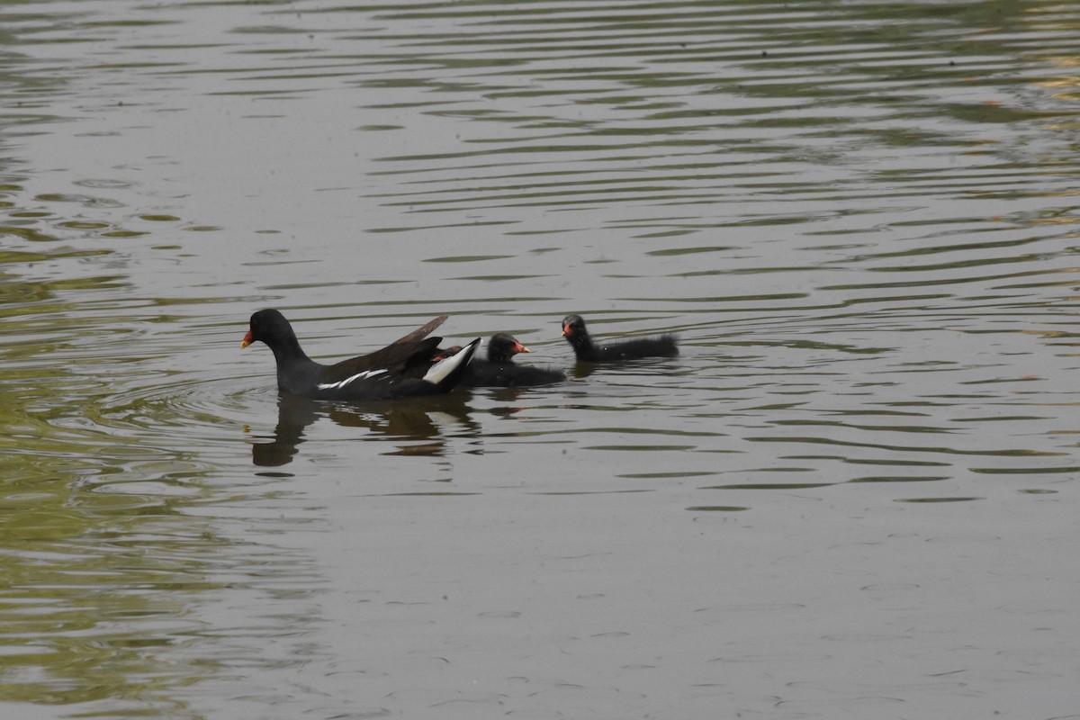 Eurasian Moorhen - Sanjiv Khanna