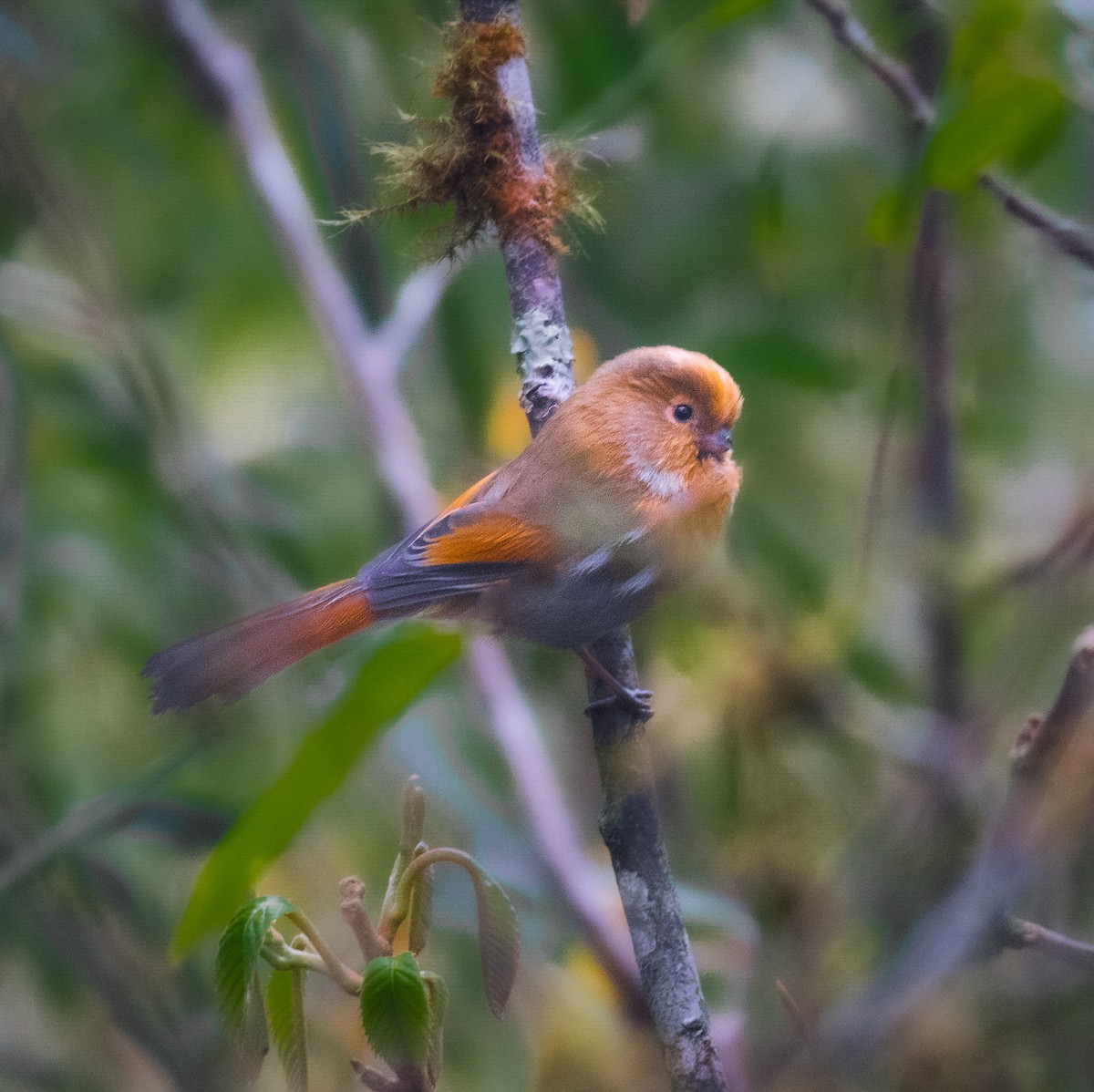 Paradoxornis à front fauve - ML619270442