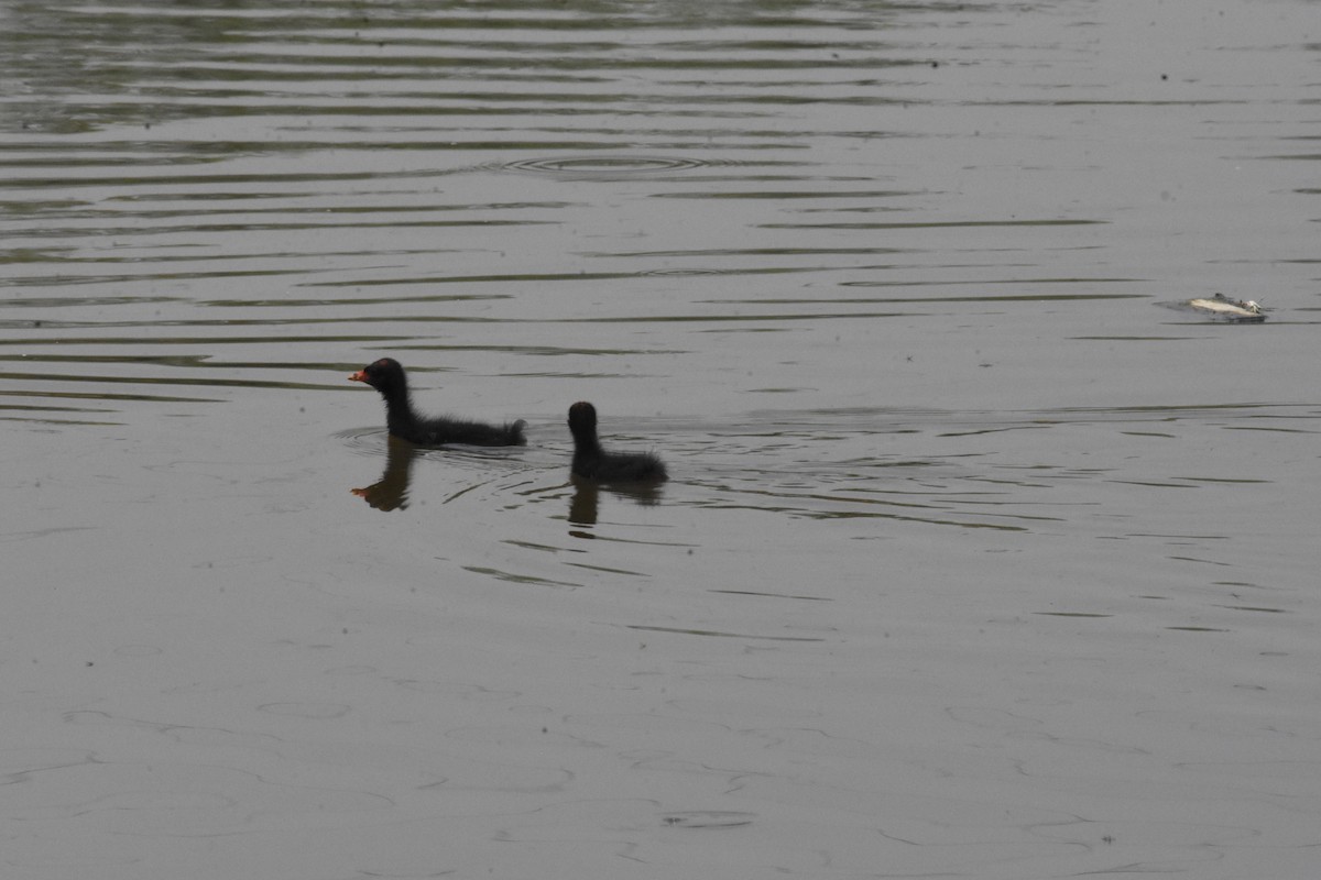 Eurasian Moorhen - Sanjiv Khanna