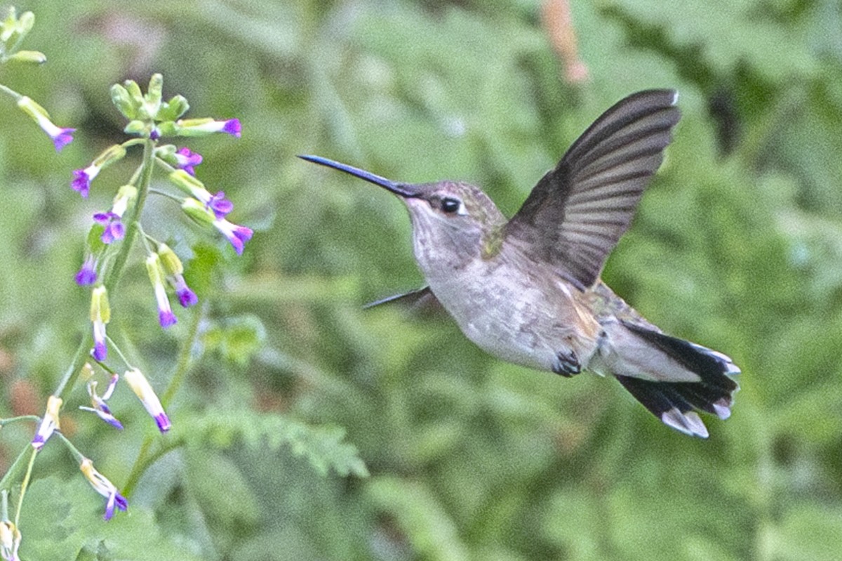 Black-chinned Hummingbird - Van Pierszalowski