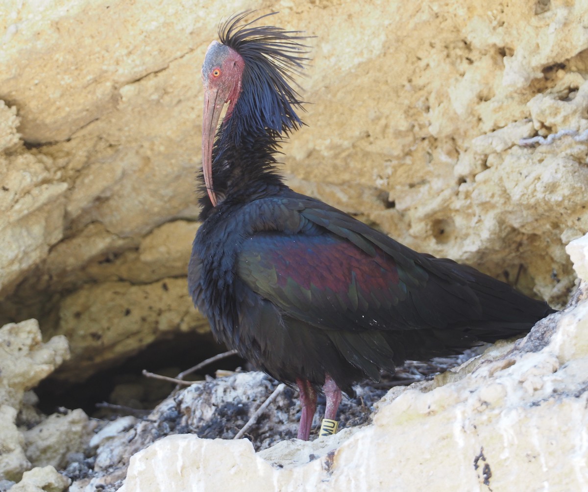 ibis skalní - ML619270478