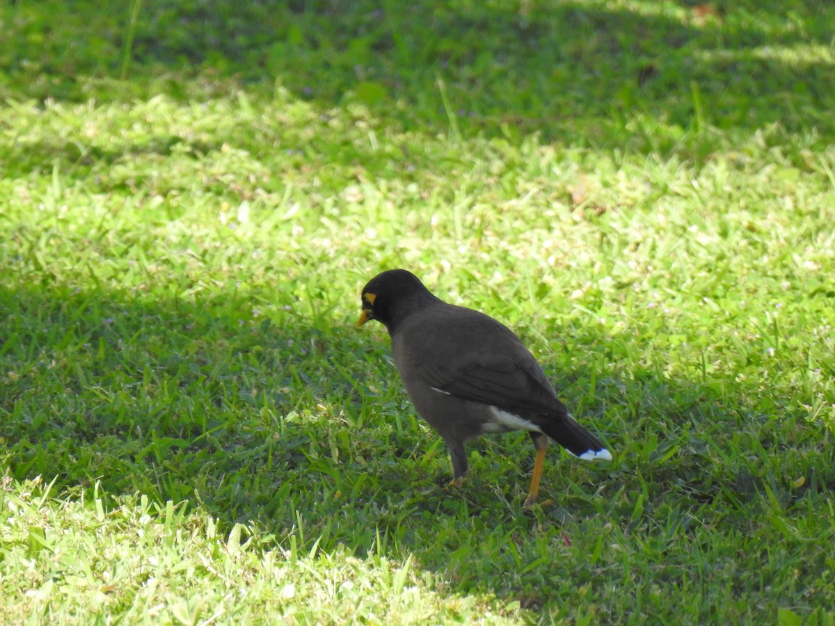 Common Myna - Monica Mesch