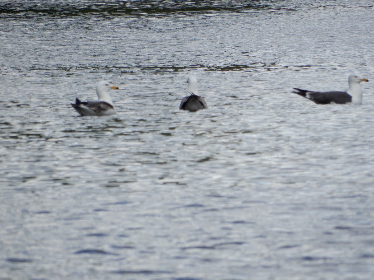 Common Gull - Anagh Sarda