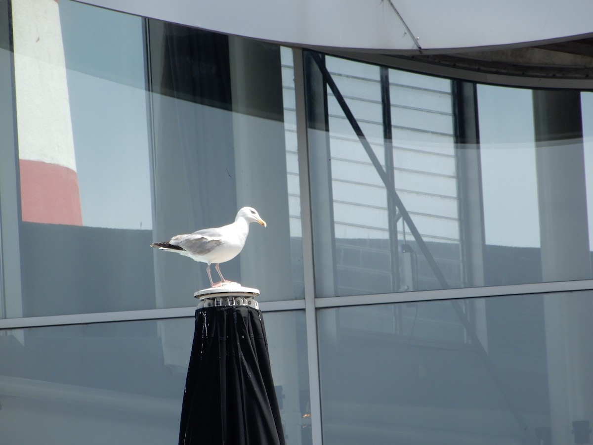 Common Gull - Anagh Sarda