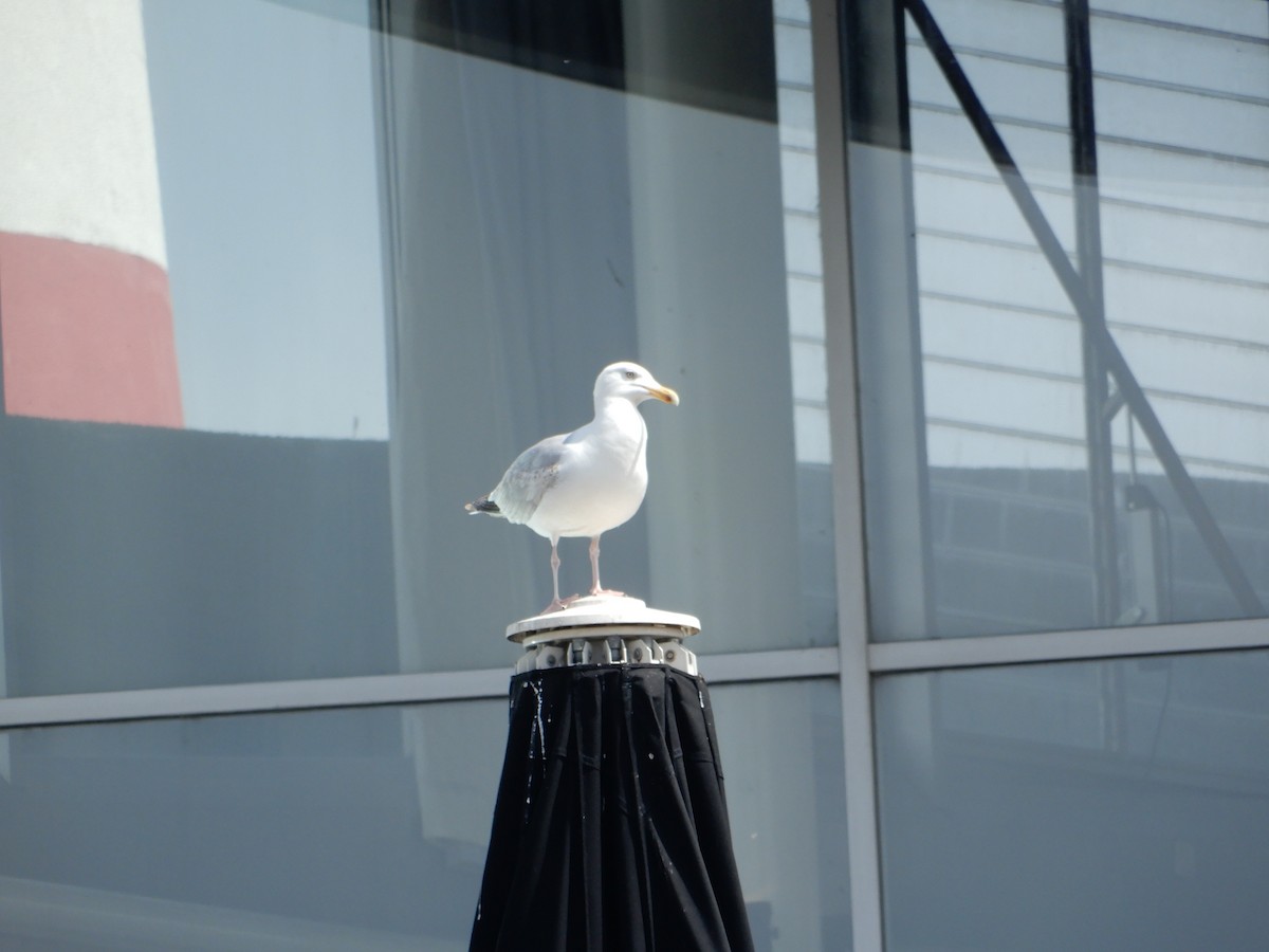 Common Gull - Anagh Sarda