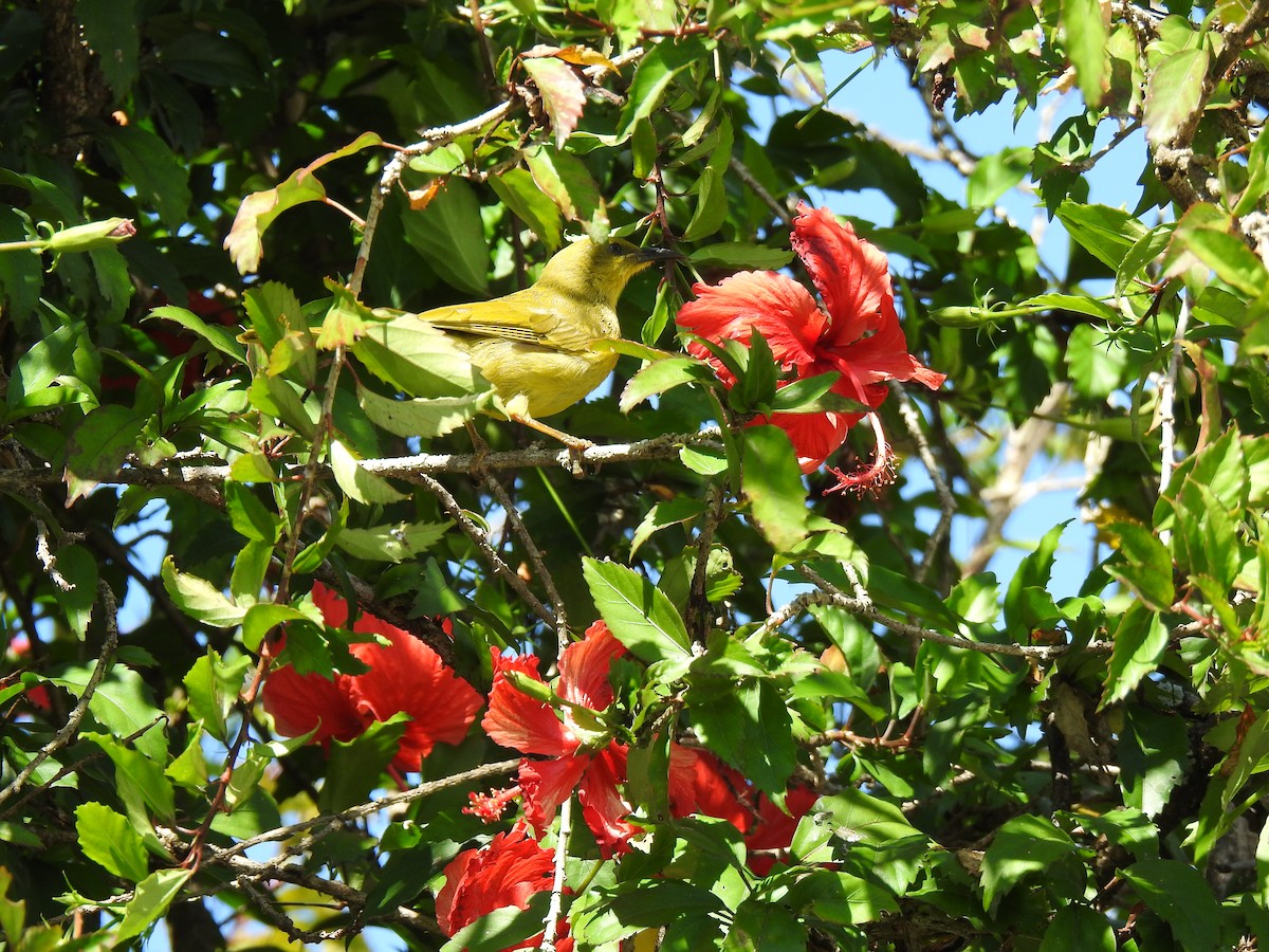 Yellow Honeyeater - Monica Mesch