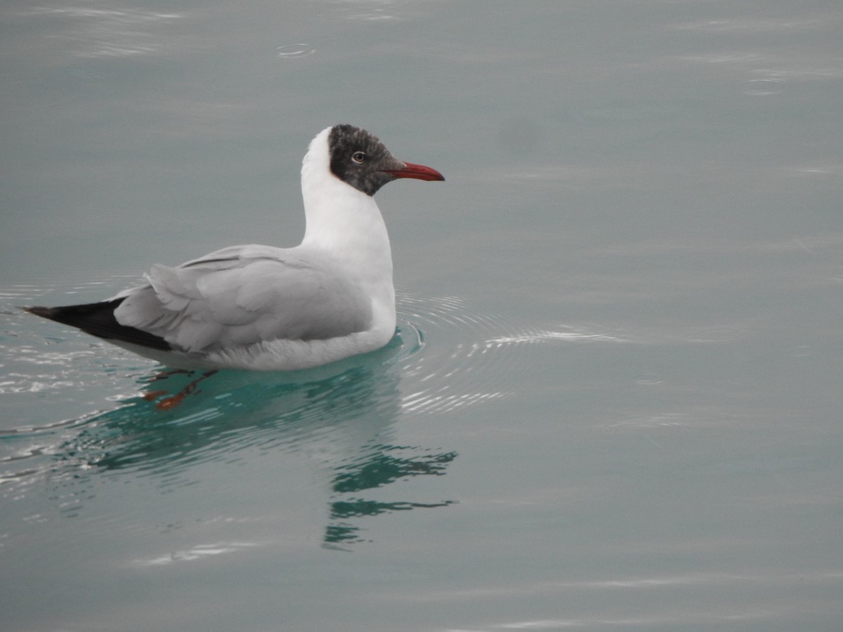 Brown-headed Gull - Selvaganesh K