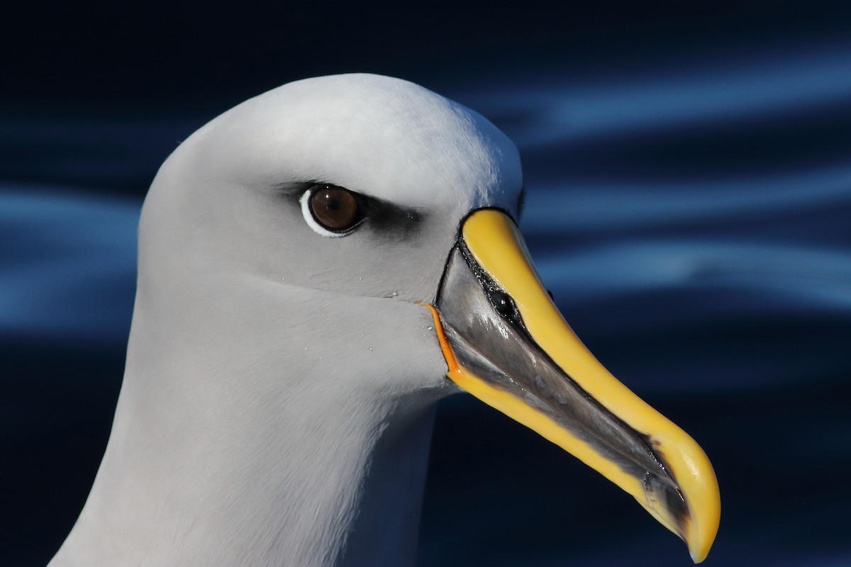 Buller's Albatross - Leigh Pieterse