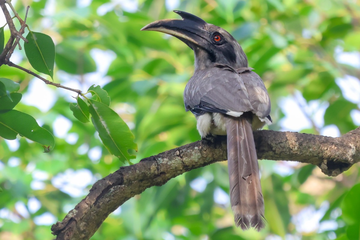 Indian Gray Hornbill - Vikram S