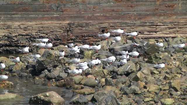 South American Tern - ML619270566