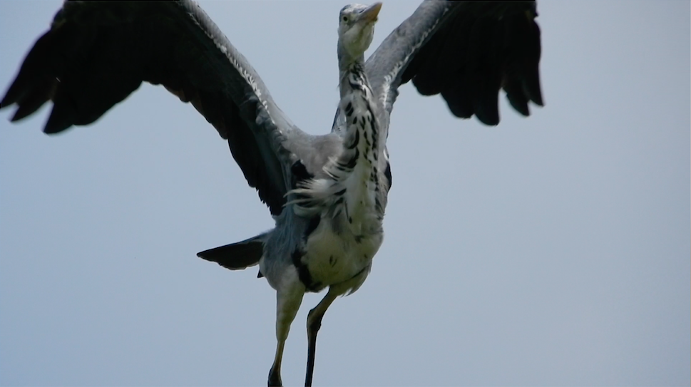 Gray Heron - Anagh Sarda