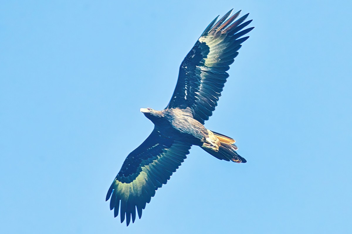 Wedge-tailed Eagle - Alfons  Lawen