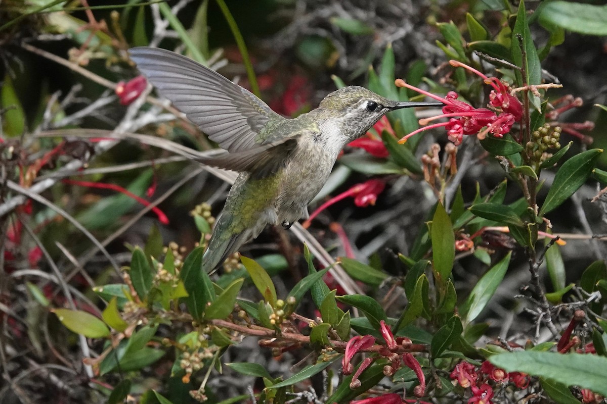 Anna's Hummingbird - Neepa s