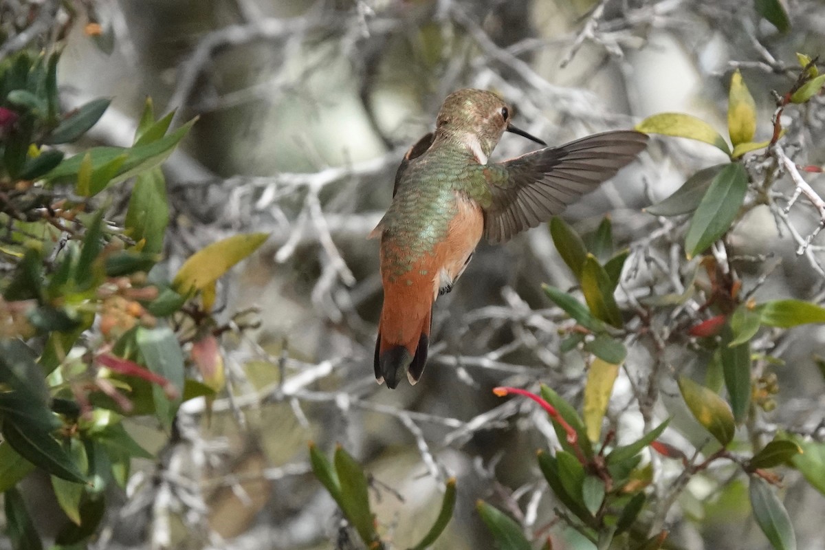 Allen's Hummingbird - Neepa s