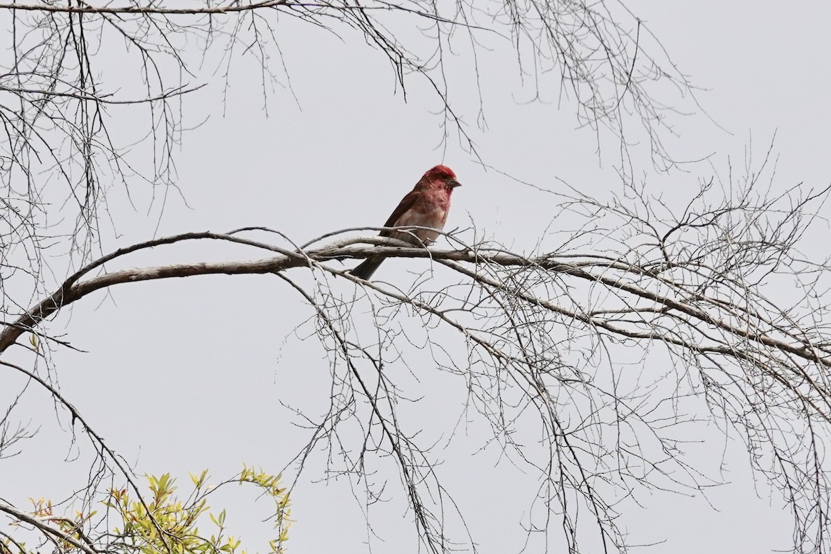 Purple Finch - Neepa s