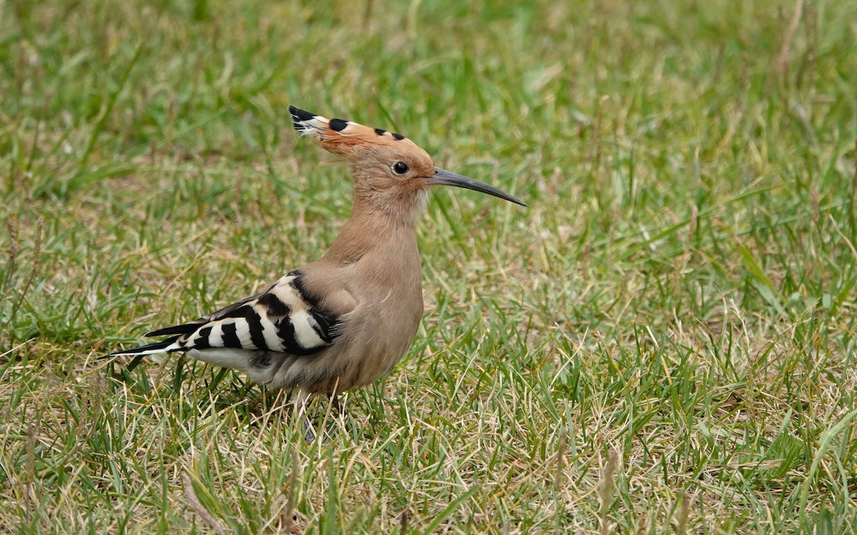 Eurasian Hoopoe - ML619270601