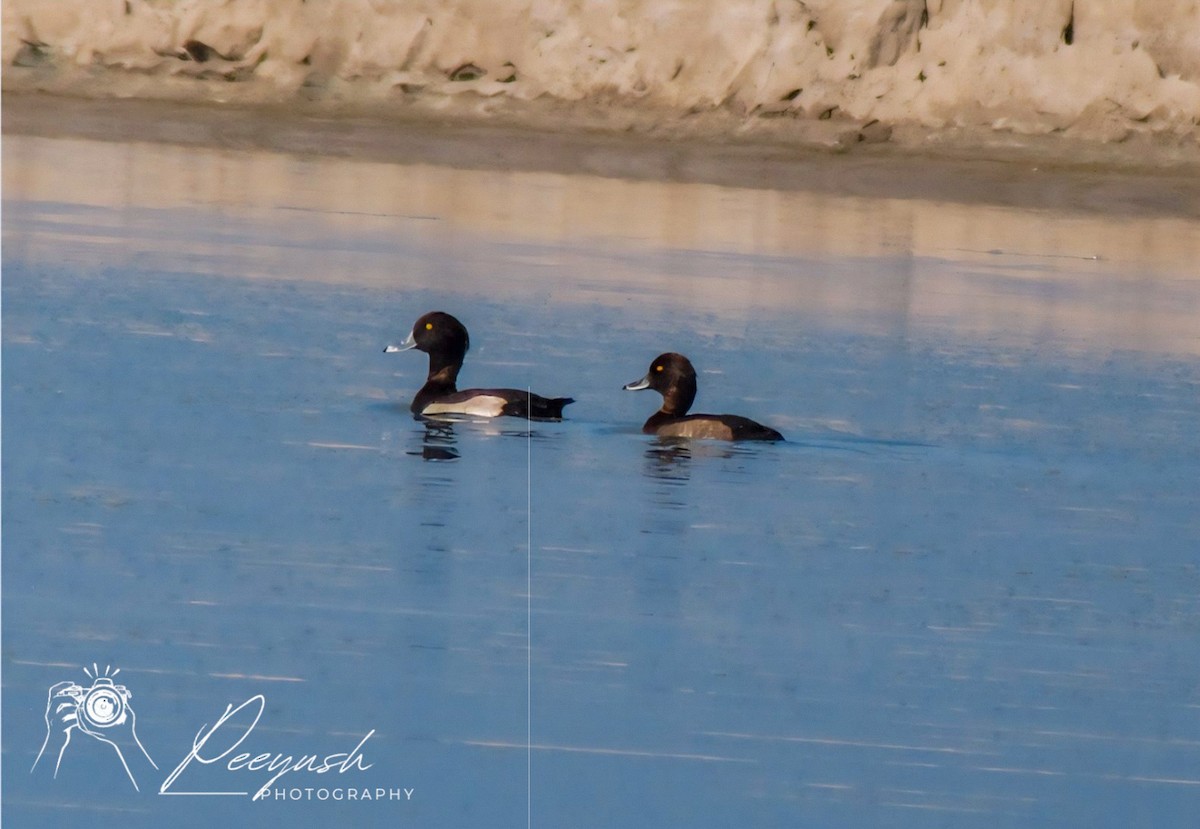 Tufted Duck - ML619270602