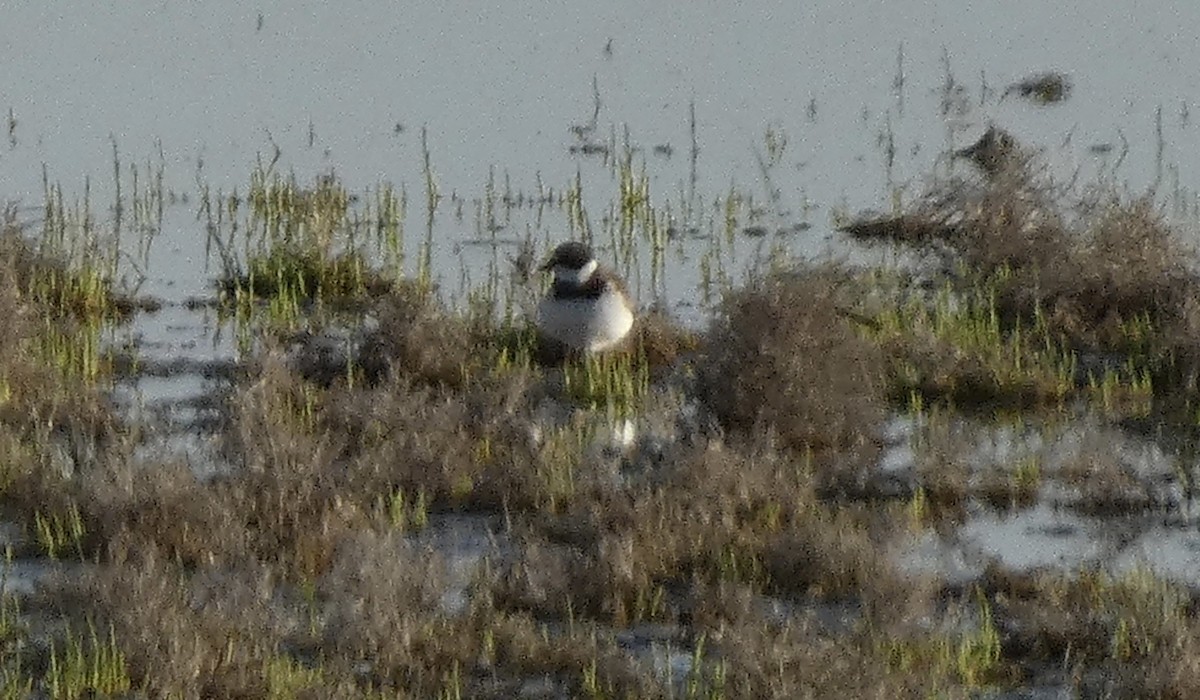 Semipalmated Plover - ML619270617