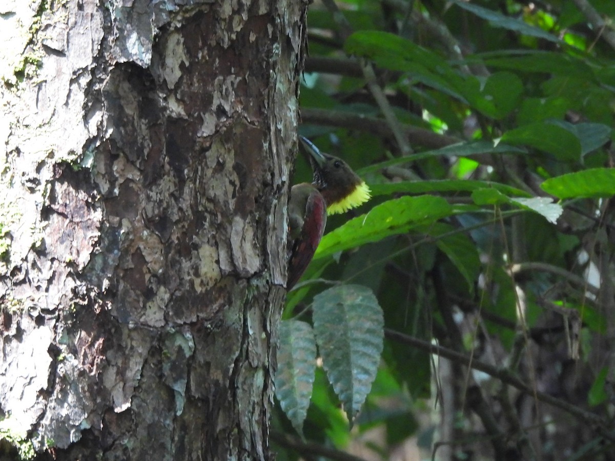 Checker-throated Woodpecker - Tuck Hong Tang