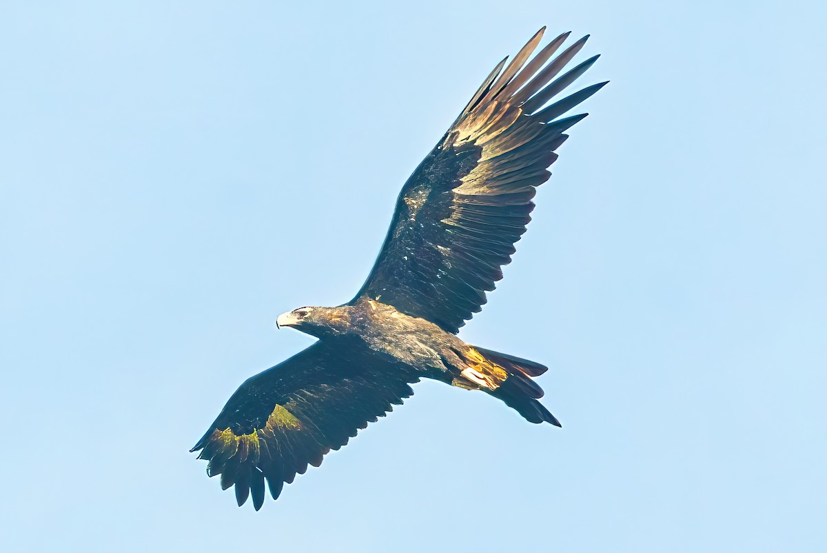 Wedge-tailed Eagle - Alfons  Lawen