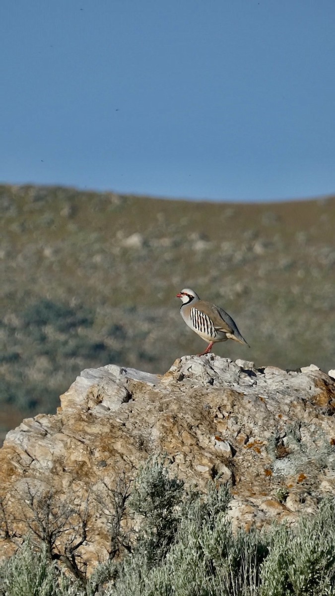 Chukar - Chris Henry