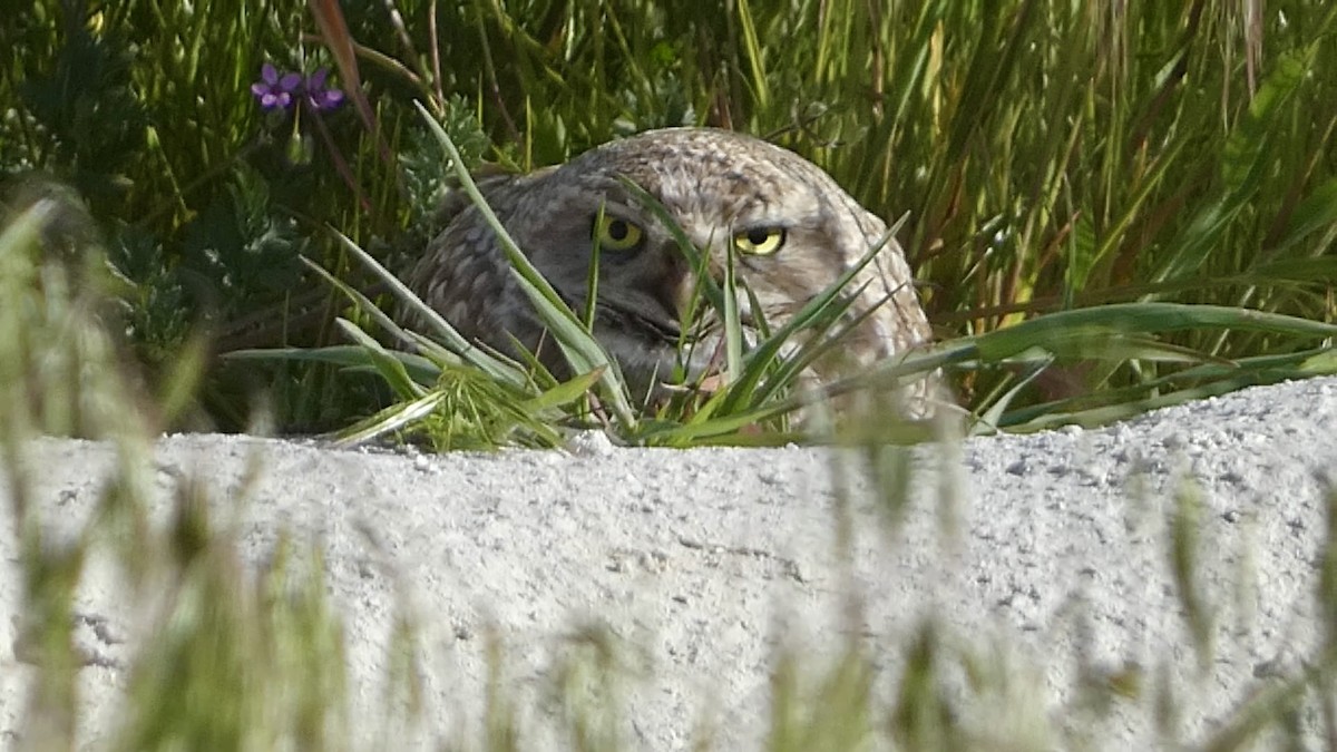 Burrowing Owl - Chris Henry