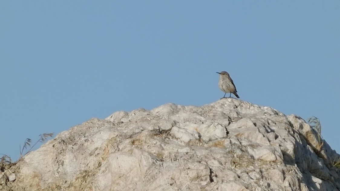 Rock Wren - Chris Henry