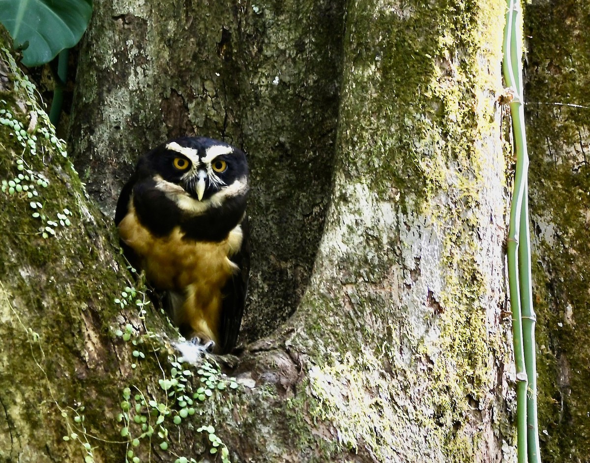 Spectacled Owl - mark perry