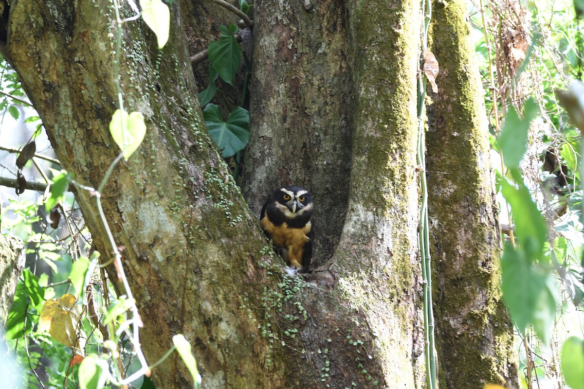 Spectacled Owl - mark perry