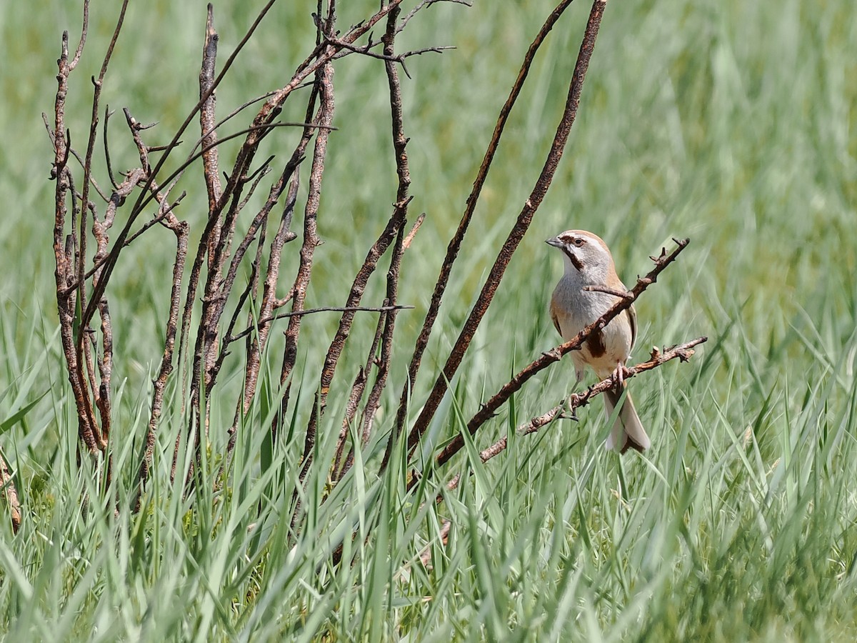 Rufous-backed Bunting - ML619270681