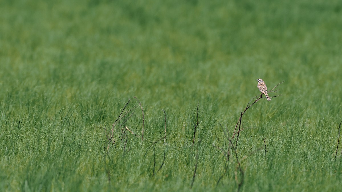 Rufous-backed Bunting - ML619270682