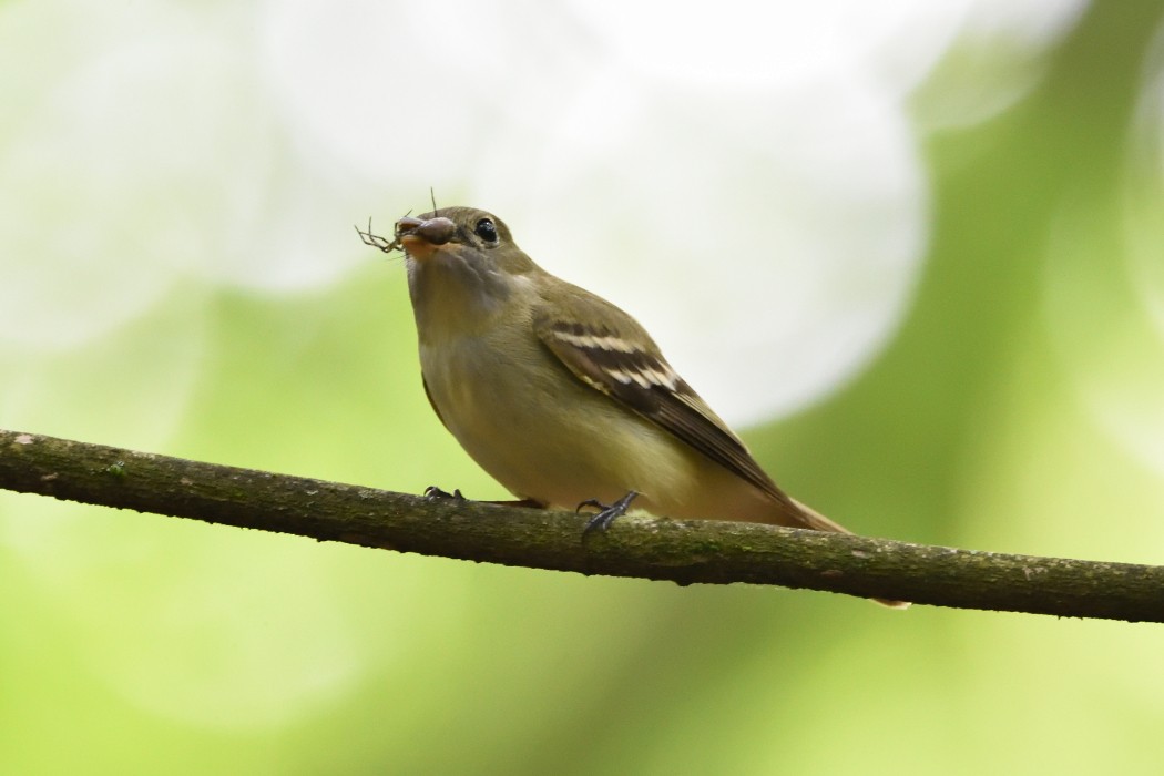 Acadian Flycatcher - Dave DeReamus